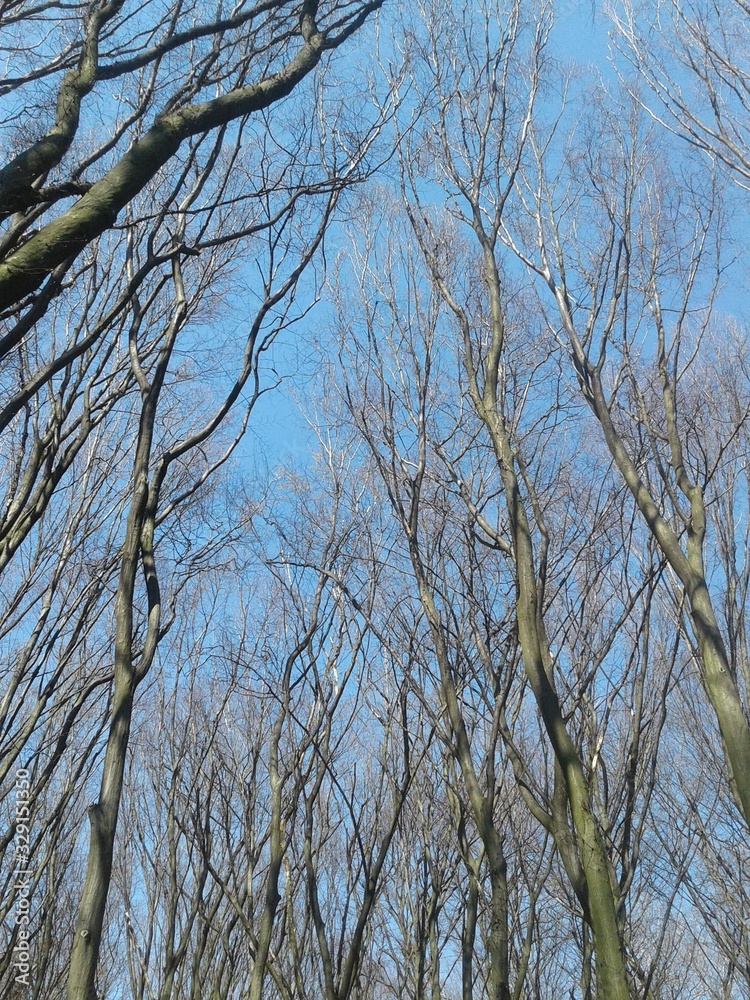 branches of tree against blue sky branches of tree against blue sky