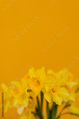 Fototapeta Naklejka Na Ścianę i Meble -  Daffodils on a yellow background
