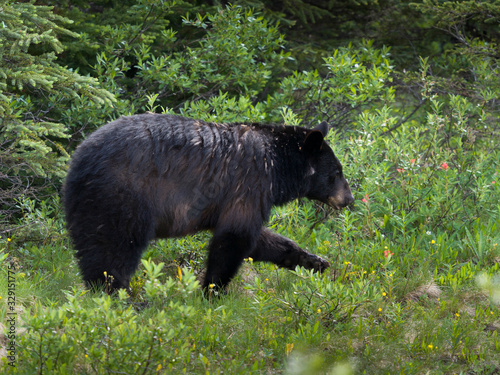 Black Bear walking in a forest, Icefield Parkway, Alberta, Canada