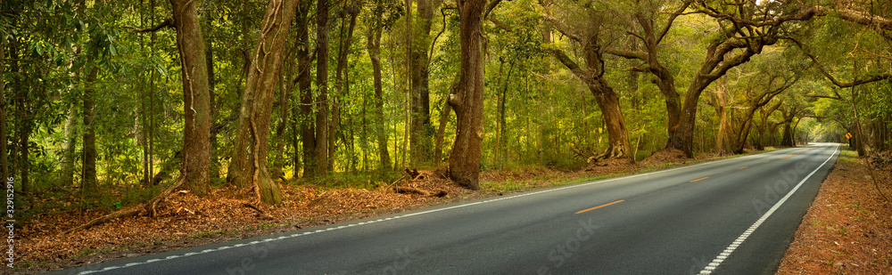 Panorama of live oaks and Spanish moss overhanging the Ashley River road near Charleston South Carolina USA