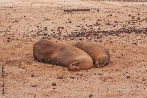 Sealion on the beach in San Cristobal Galapagos