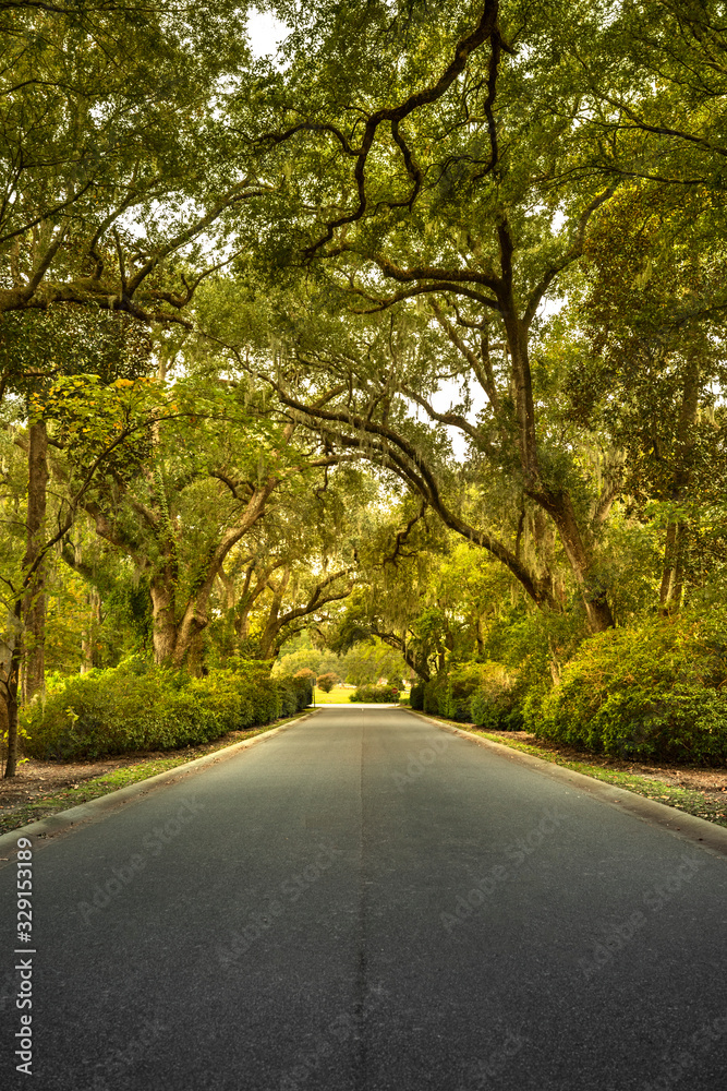 Obraz premium Live oaks and Spanish moss overhang the Ashley River road near Charleston South Carolina USA