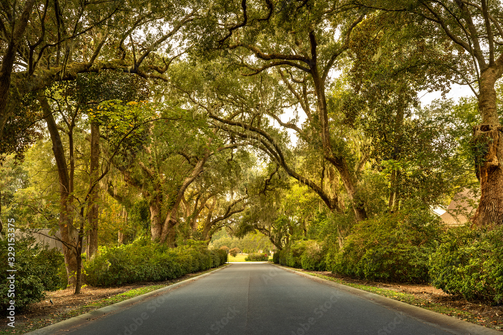 Fototapeta premium Live oaks and Spanish moss overhang the Ashley River road near Charleston South Carolina USA