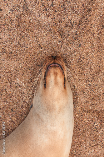 Sealion on the beach in San Cristobal Galapagos