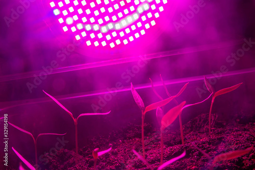 Red illumination of plants to accelerate growth. Replacing sunlight in the house when growing vegetables for the garden.