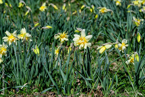 Group of delicate yellow daffodil flowers in full bloom with blurred green grass, in a sunny spring garden, beautiful outdoor floral background