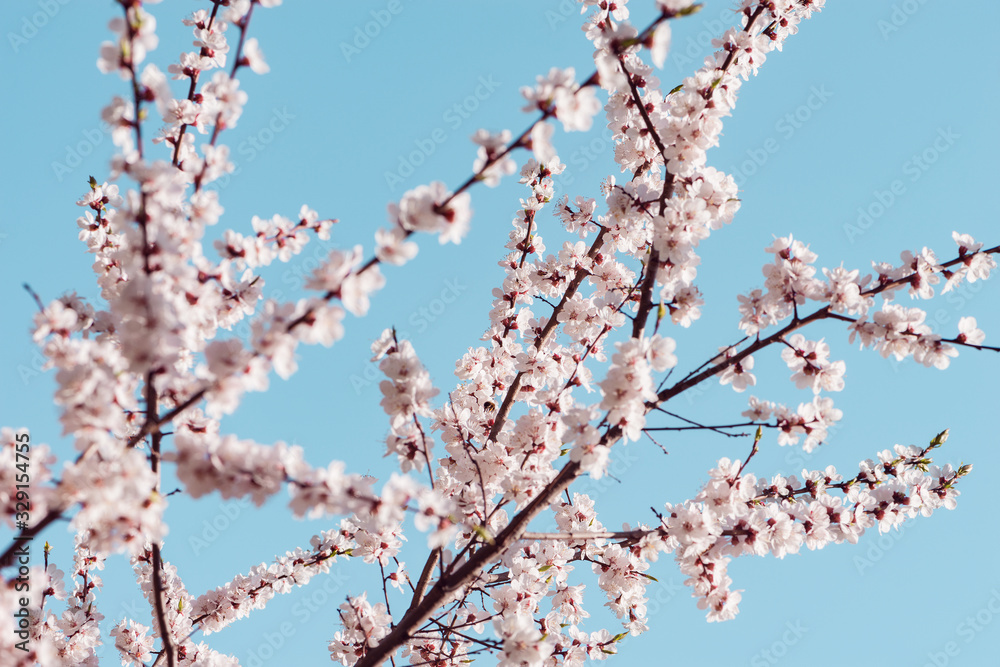 Blossoming cherry branch with white flowers at spring morning time.