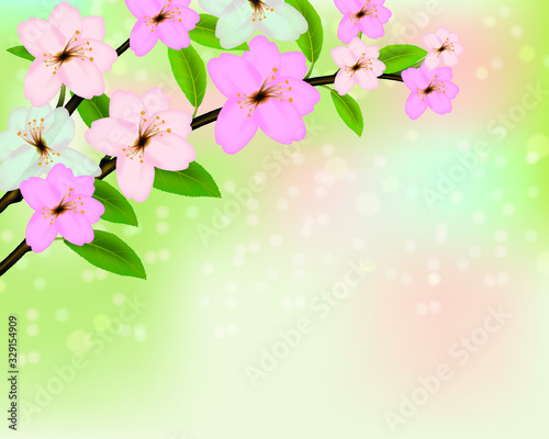flores de primavera con fondo 
