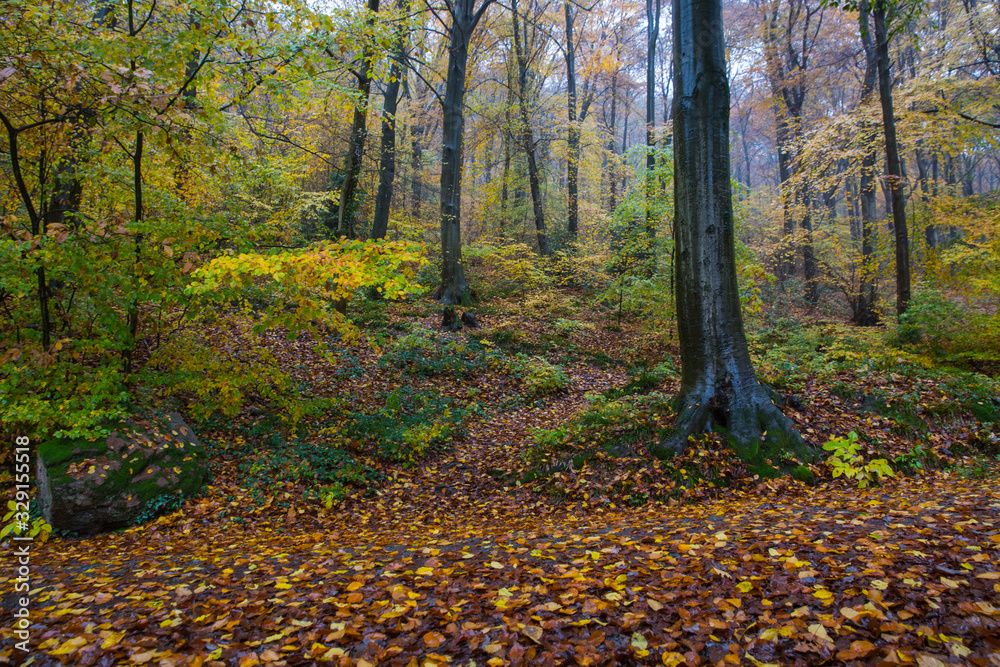 Autumn Park in Heidelberg Autumn Park in Heidelberg