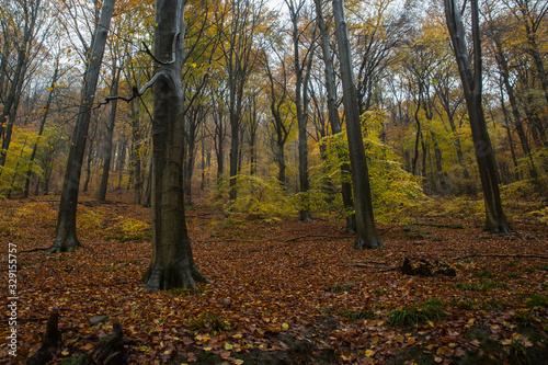 Autumn Park in Heidelberg