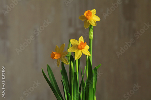 Yellow Narcissus (Narcíssus pseudonarcíssus). Opened buds of yellow daffodils on a beige background