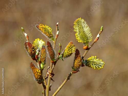 Nature awakes in spring. Blooming willow twigs and furry willow-catkins, so called "seals" or "cats". Palm Sunday. Holly willow (Salix caprea) is a national symbol of Ukraine. Blossoming pussy willow