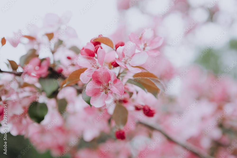 spring picture, flowering apple trees, spring flowering, new life	
