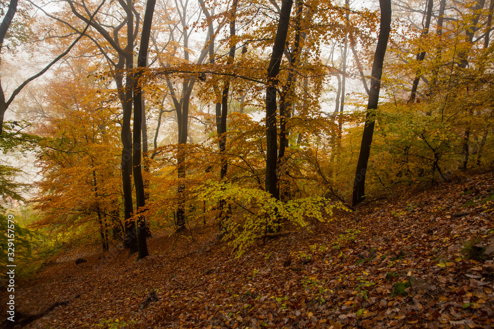 Obraz premium Autumn Park in Heidelberg