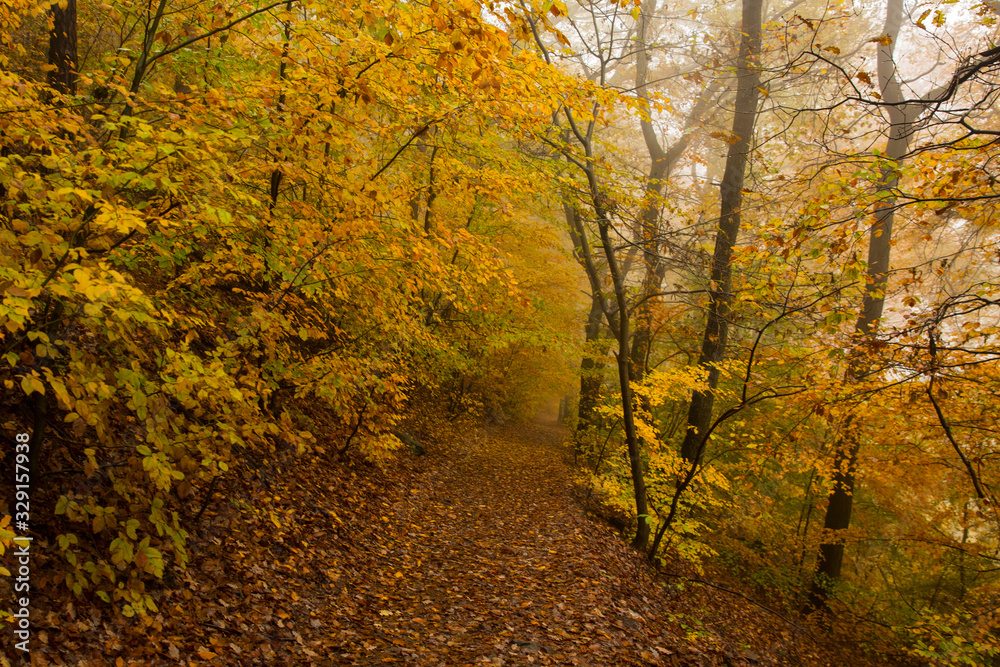 Autumn Park in Heidelberg