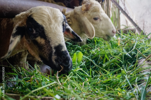 Village goats eat fresh grass