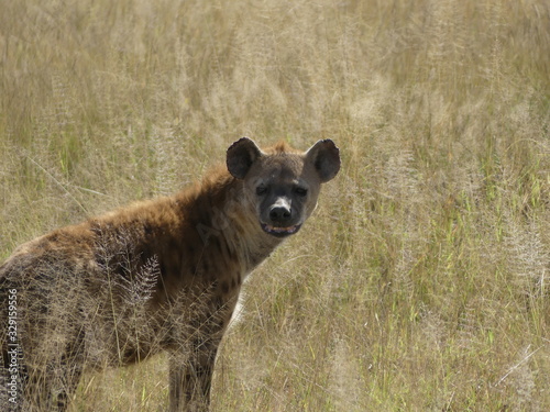 hyena in africa