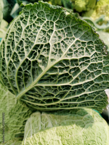 fresh cabbage with veins in leaves