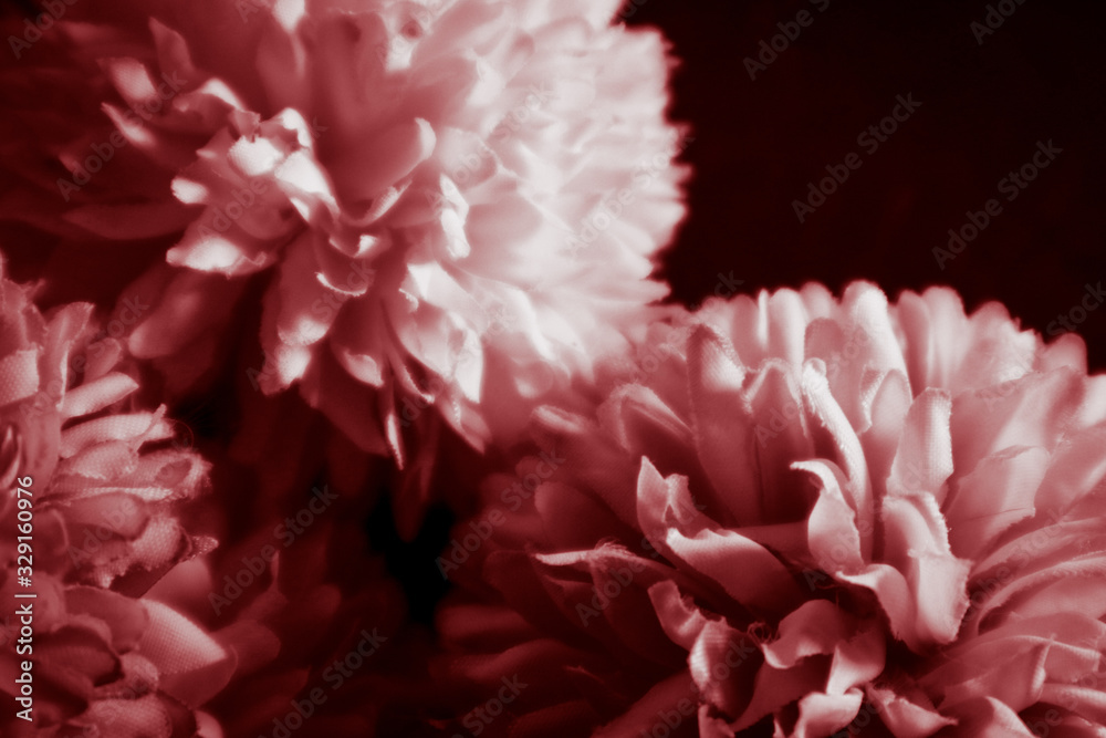 Beautiful abstract color pink and red flowers graphic on black background and light black and pink flower frame and pink leaves texture, dark background, red banner happy valentine