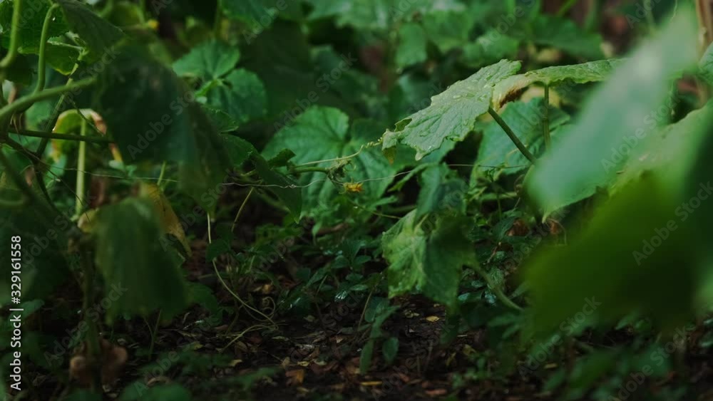 Dolly Camera Movement Garden Vegetables Farm at home. Organic Vegetables in Garden. Dolly Camera Movement Garden Vegetables Farm at home. Organic Vegetables in Garden.