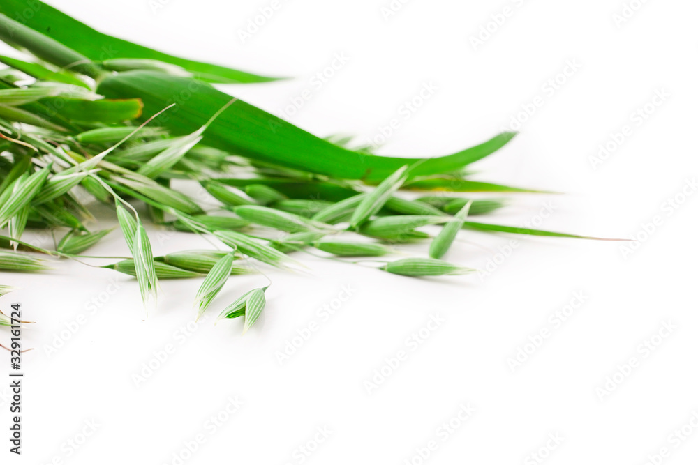 Oat ears isolated on a white background. Oat ears isolated on a white background.