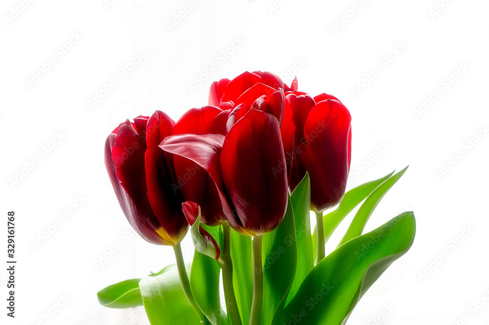 Bouquet of red tulips in the background light