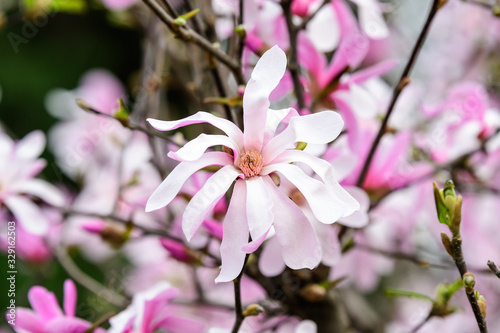 Many delicate white pink magnolia flowers in full bloom on tree branches towards a cloudy sky  in a garden in a sunny spring day  beautiful outdoor floral background