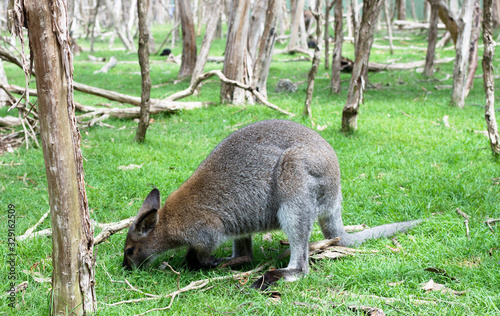 Close up photo of a wallaby with green background