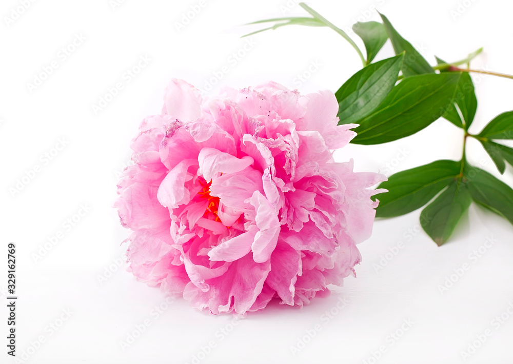 Pink peony flower (Paeonia lactiflora) isolated on a white background.