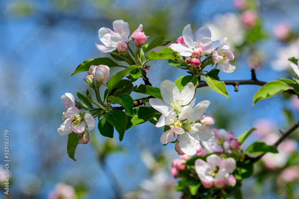 Obraz premium Large branch with white and pink apple tree flowers in full bloom and clear blue sky in a garden in a sunny spring day, beautiful Japanese trees blossoms floral background, sakura