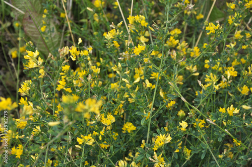 Blossoms of alfalfa sickle (Medicago falcata)