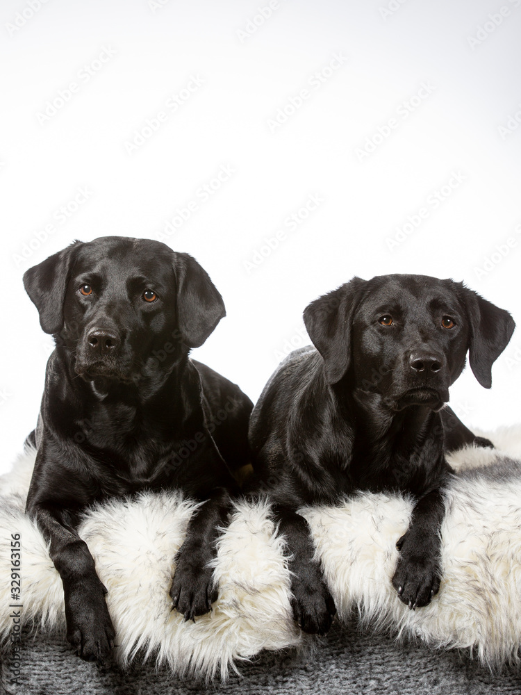 Obraz premium Black labrador dog isolated on white. Image taken in a studio. Black dog with brown eyes.