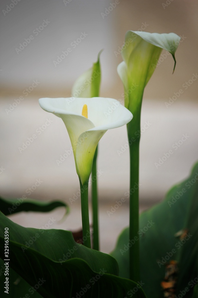 flor trompeta foto de Stock | Adobe Stock