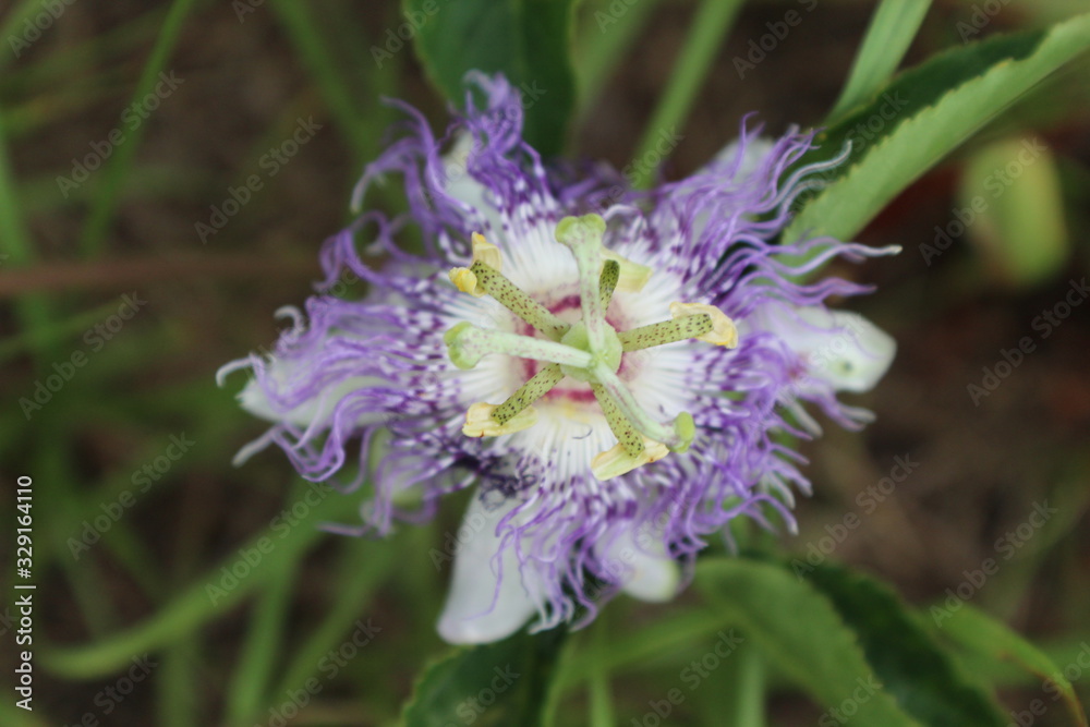 maypop flower maypop flower
