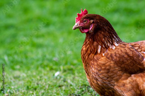 Wallpaper Mural Free range brown chicken on the grass, happy hen roaming freely on grassy land eating worms and seeds. Healthy chick in rural area looking for food. Torontodigital.ca