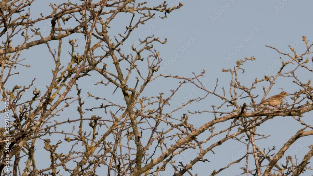 Tree Pipit Bird On Thorn Bush Winter 2020 Copy Space Tree Pipit Bird On Thorn Bush Winter 2020 Copy Space