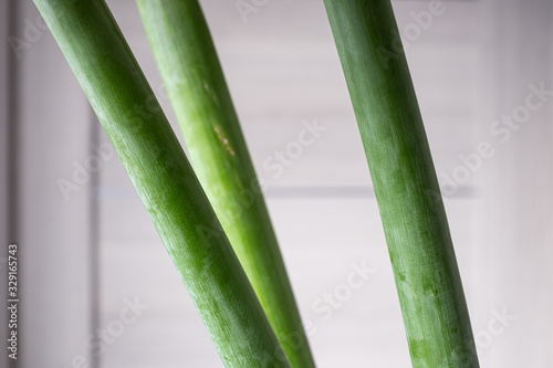 three green amaryllis stems in close-up on a grey background