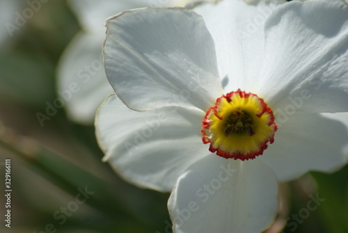 Daffodil photo