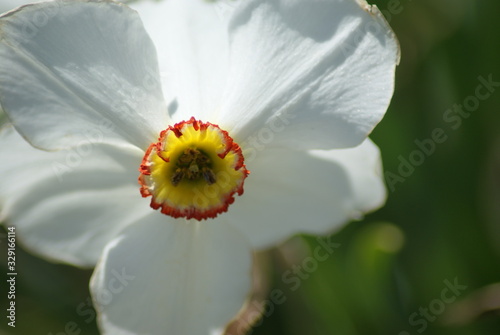 Daffodil photo