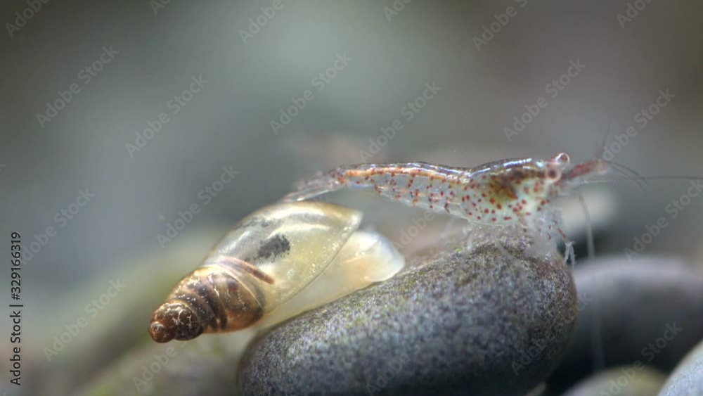 Junge Garnelen mit Wasserschnecken, Caridina Junge Garnelen mit Wasserschnecken, Caridina