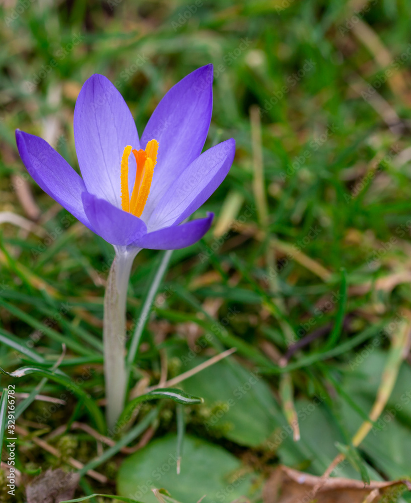 The spring brandy (crocus heuffelianus) is a bulbous plant, position4 The spring brandy (crocus heuffelianus) is a bulbous plant, position4