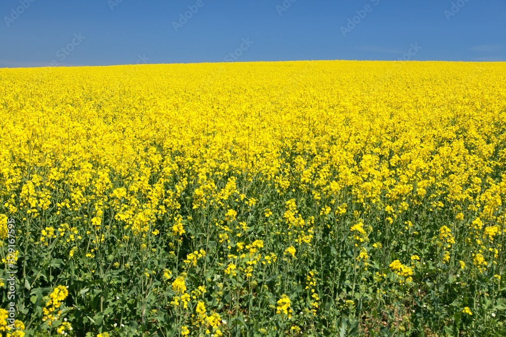 Rapeseed, canola or colza field in Latin Brassica Napus