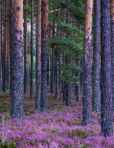 purple flower Eurasian heath, which grows abundantly in pine forests on wild, sandy soils.