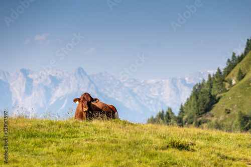 Fototapeta Naklejka Na Ścianę i Meble -  Siesta in the Alps