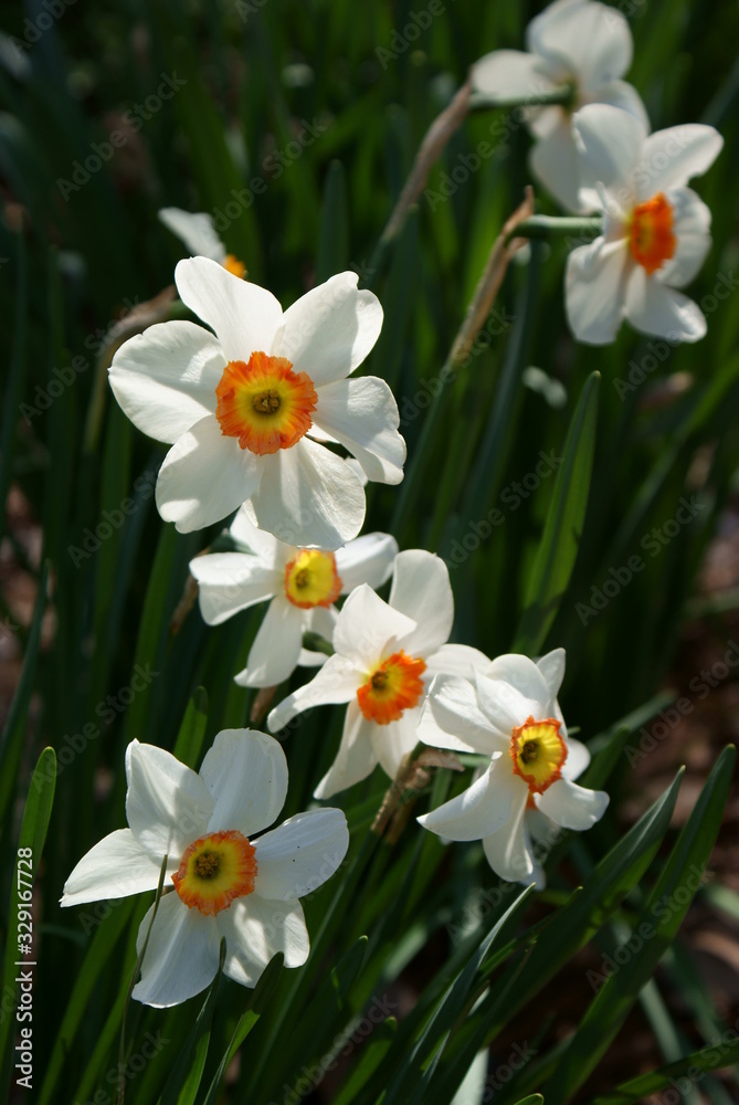 Daffodils Daffodils
