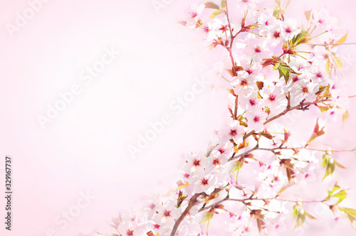 Spring cherry blossom, springtime pink flowers bloom, pastel and soft floral card, selective focus, shallow DOF, toned © ulada