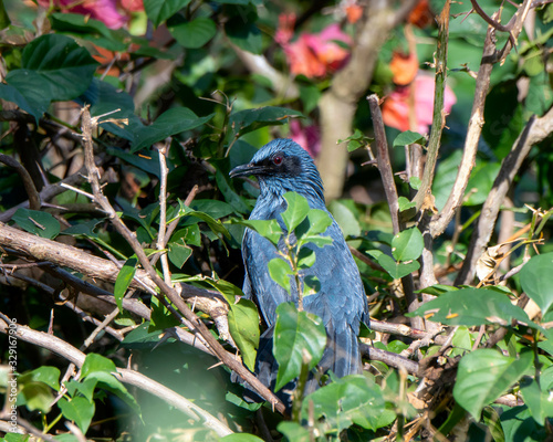 Blue Mockingbird (Melanotis caerulescens) Perched in Dense Vegetation in Jalisco, Mexico photo