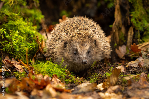 Fototapete Hedgehog, wild, native, European hedgehog foraging in natural woodland habitat