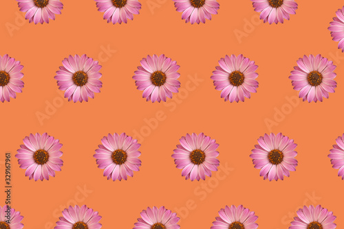Sfondo di fiori. Vista superiore del modello di fiori variopinto della gerbera su fondo arancione.