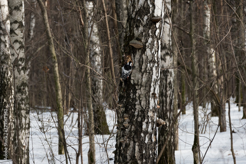 woodpecker on tree in spring forest